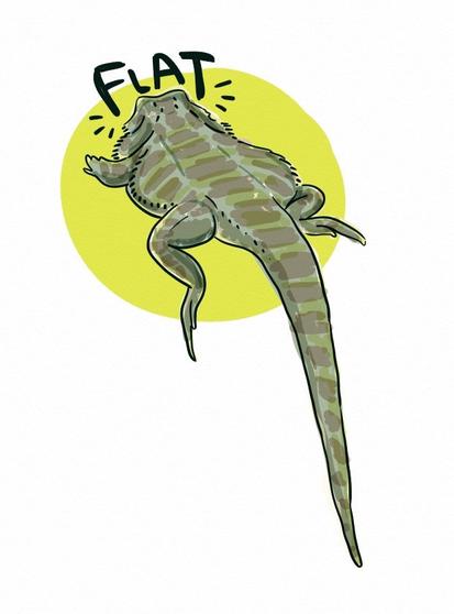 A digital color drawing of a reptile, it says "flat" on top. Is a lizard seen from the back, laying flat with the tail going down.
