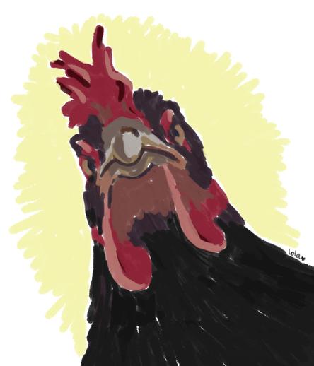 A digital color drawing of a black chicken's head, facing forward.