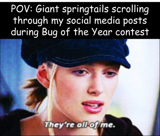 A screenshot of Kiera Knightley from Love Actually saying 'They're all of me', and banner text above reading 'POV: Giant Springtails scrolling through my social media posts during bug of the year contest'.