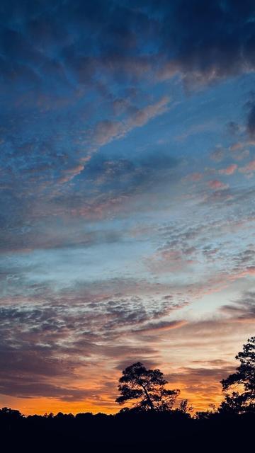 The silhouette of trees as sun sets over the park