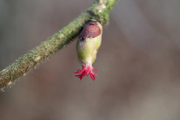 A female flower of the European hazel, hidden next to the buds of a hazel branch, is very tiny with the shape of scaly glomeruli in which red stigmas appear.