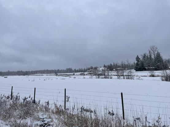 A picture looking out onto a field of a farm. It is covered in snow. There are a few lines of bushes and some trees in the background. The farmhouse is in the distance.