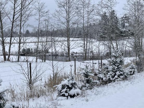 Closer to the wire fence line is a small pond surrounded by deciduous trees that have lost their leaves