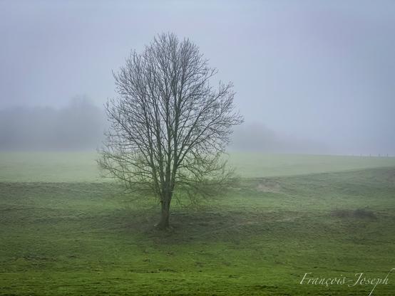 Un arbre dans le brouillard - Nolléval