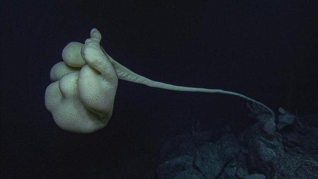 Some  glass sponges, such as this 2-meter-tall  Caulophacus, grow long, flexible stalks to reach higher in the water column for  filter feeding