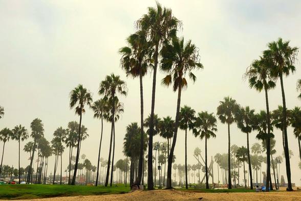 Hundreds of tall palm trees on sand and grass in Venice Beach, CA.