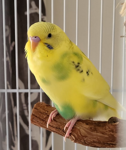 A budgie sitting on a natural wooden perch. The budgie is mostly yellow with some green and black splotches.  White cage bars are in the background