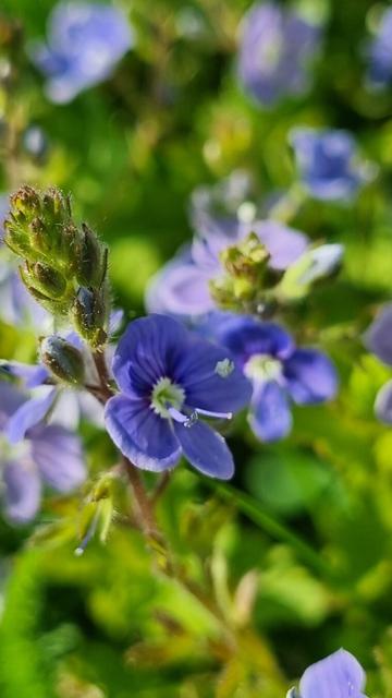 Close up of a few wild violets in the field.