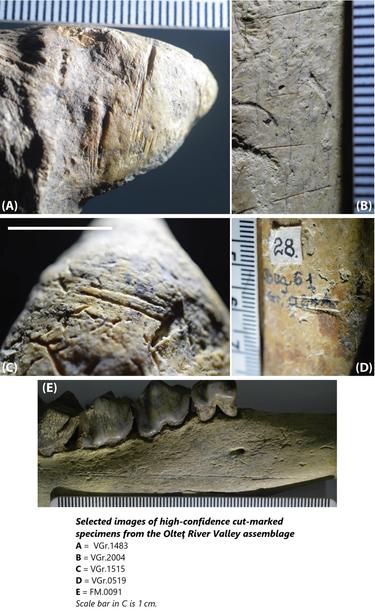 photos - Selected images of high-confidence cut-marked specimens from the Olteţ River Valley assemblage