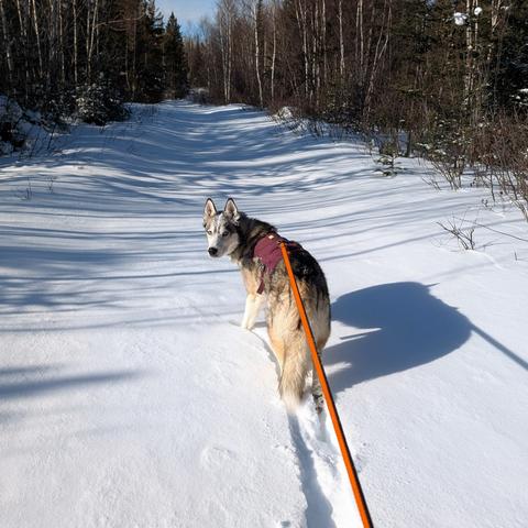 Tonttu from the previous photo looks back over his shoulder to check when the photographer will finish taking pictures and start skiing. His face is dusted with snow like a sugar-covered donut from having pressed his face into the snow just earlier.