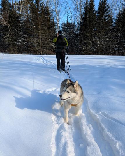 Looking back from the previous photos, Human Jeff and husky Zeena wait for the photographer to finish. Jeff is bundled in dark heavy winter layers and is adjusting ski goggles (which are fogging up already). Zeena has a happy smile on her face and waits patiently. They've just cut off a busy snowmobile trail through the spruce forest and are following the others' trail down fresh snow.
