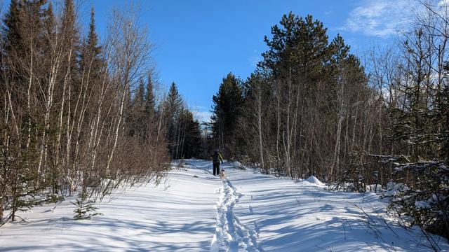 Again looking back, a bit farther down the trail, Jeff and Zeena emerge out of spruce and pine into an opening bounded by white birch. The sun shines brightly.