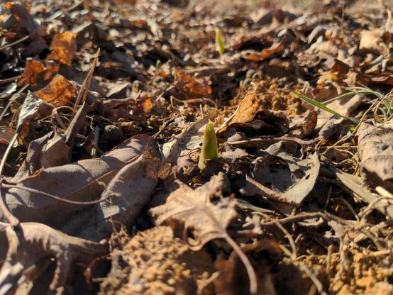 A close up view of the green pointed tips of garlic breaking through soil and brown leaf mulch.