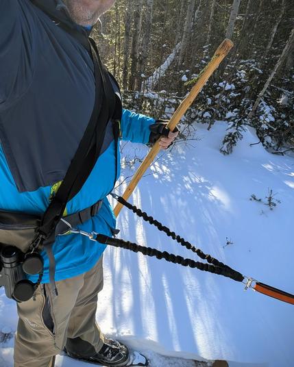 A skier in warm winter gear takes a selfie of the harness setup connected to a husky out of view ahead and to the right. Two bungee cords are attached by triangle-shaped carabiners on a hip-pack, and have a quick-release attachment to the stretchy dog lead on the right. The hip sack has a pouch on the side, and the skier also has binoculars slung off on the same side. He's holding a long sturdy stick in his right hand.
