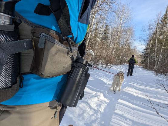 One more photo taken by the skier with phone camera held behind his right hip, showing a bit more of the hip pack, with water bottle attachment visible and binoculars slung off the side. The harness and skijoring lead are somewhat obscured, but the husky ahead is visible as is the skier leading the way.