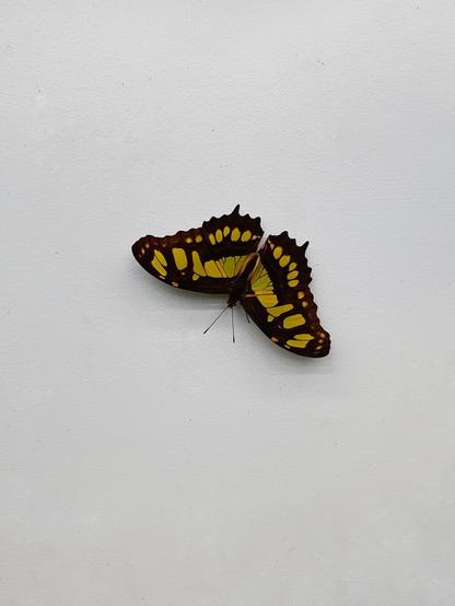Yellow butterfly