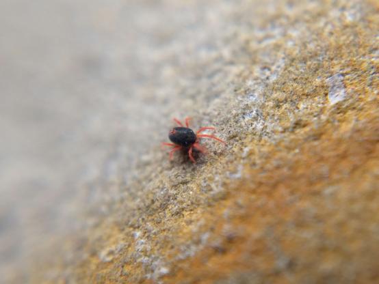 A little dark blue mite with bright red legs, mouthparts, and dorsal anus, walking across a rock stained orange with rust.