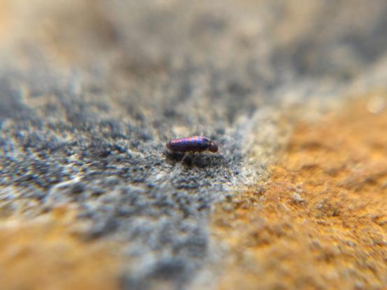 A slender springtail covered with iridescent blue-purple scales, on the same rock.