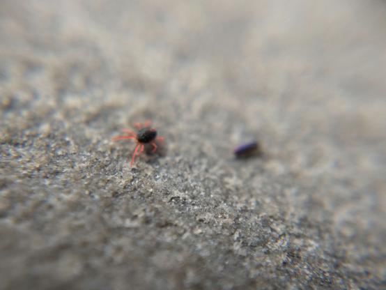 Mite and springtail crossing paths. The photo is mostly out of focus, but you can see they are roughly the same size.