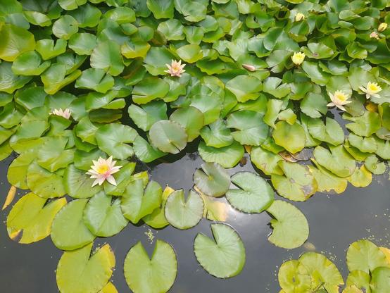 A dark pond almost entirely covered in lilypads. There are a couple flowers in them - triangular pinkish white petals surrounding a yellow centre.