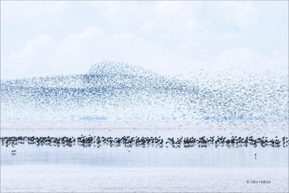 Vogelschwarm über dem Wattenmeer