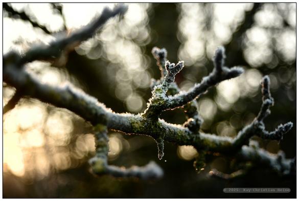 Beide Fotos: Ganz leicht mit Raureif überzogene Zweige in Nahaufnahme im warmfarbigen Gegenlicht der aufgehenden Sonne, unscharfer Hintergrund.
