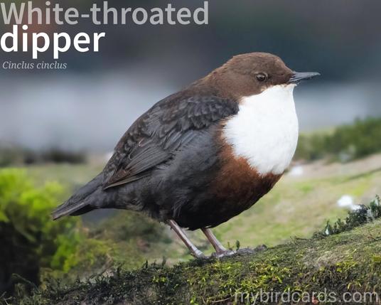 🌍🌏 White-throated dipper (Cinclus cinclus) 

The white-throated dipper, also known as the European dipper, is a small, rotund, dark bird with a distinctive white throat. It's known for its habit of diving into fast-flowing streams and rivers to catch aquatic insects and small fish. The white-throated dipper is found in freshwater habitats across Europe and parts of Asia. 13 subspecies are recognised.

Conservation status: Least Concern (IUCN 3.1)

📷: Photo by unknown via Pixabay

RNQE