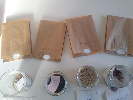 4 Kraft paper envelopes with handwritten codes , and four glass containers with a few different bean seeds in, corresponding to the codes written in the envelopes.