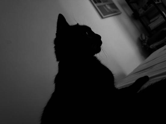 My beautiful black cat standing next to me in the bed after a shared nap, looking on the right