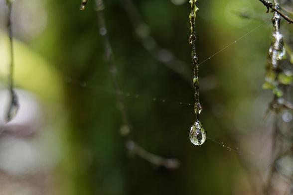 Close-up photograph of a single, large, clear raindrop hanging from a thin, dark twig against a blurred green background. The raindrop reflects the surrounding greenery and light, creating a sparkling effect. Fine strands of a spider web are visible, stretching across the background and intersecting the raindrop. The twig appears wet and glistening, with a few smaller water droplets clinging to it. The background is soft and diffused, suggesting a shallow depth of field. The overall mood is fresh and natural, highlighting the beauty of a rain-kissed environment.