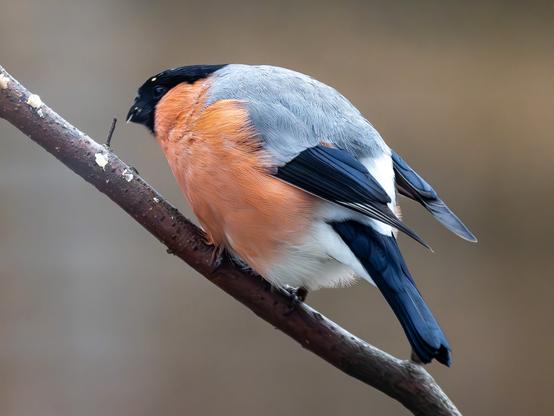 Männlicher Gimpel mit orange-roter Vorderseite präsentiert seinen Bürzel und wackelt damit hin und her. Dirigiert er mich zum Feeder-Nachfüllen? Bestimmt!
