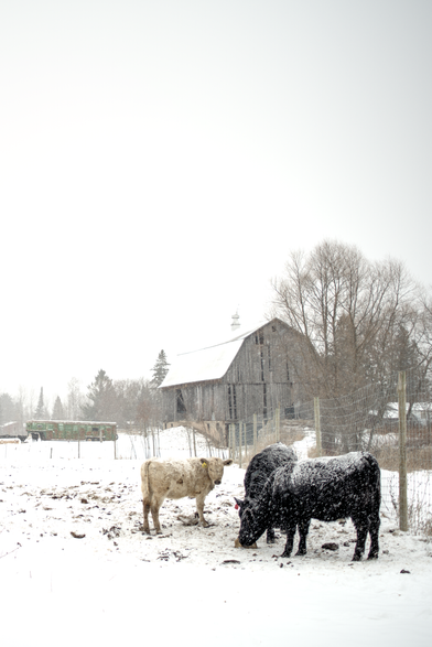 Three cows stand in a snow-covered field near a wooden fence during a snowfall in Michigan. A weathered barn is visible in the background, surrounded by leafless trees. A green trailer is parked further back in the field, and the overcast sky dominates the scene.