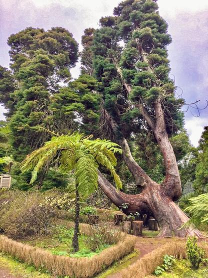 The picture shows a very thick and large, crooked coniferous tree in a landscaped garden, which branches quite far down into three branches, which gives it the shape of a trident.
In front of it is an about 4m high prehistoric tree fern with light green funds.