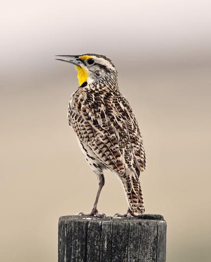A Meadowlark stands on a fence post thinking about what a vile raging dumbass Donald Trump is.