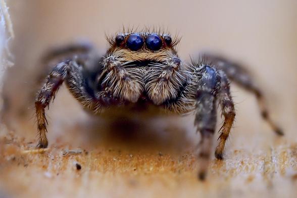 Das Bild zeigt eine Spinne aus der Nähe. Die Spinne ist klein und haarig, mit großen, leuchtend blauen Augen. Sie befindet sich auf einer braunen, leicht strukturierten Oberfläche. Der Fokus liegt stark auf der Spinne, der Hintergrund ist unscharf. Die Aufnahme wirkt durch die Nahaufnahme und die Schärfe sehr detailreich.