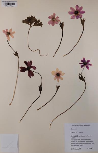 Herbarium specimen of an Anemone with originally scarlet crimson but faded to pink flowers.