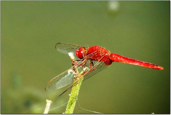 A ruddy marsh skimmer dragonfly sitting on a bush.