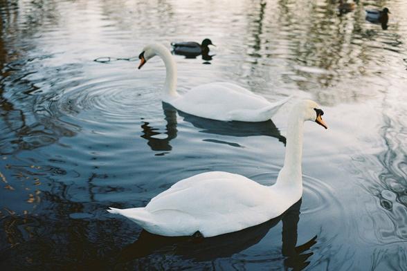 two swans in the water