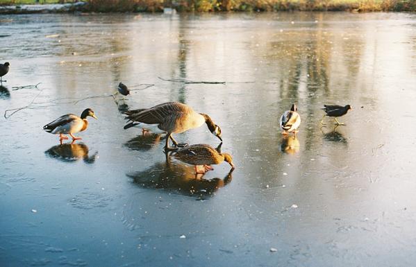 ducks, birds and a goose on a frozen lake