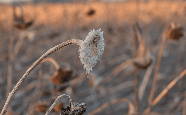 Une tête de tournesols entièrement dévorée par les oiseaux. Ne restent plus que des fibres claires.
