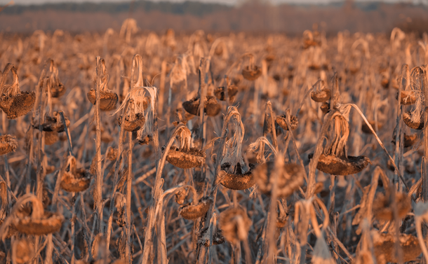 Un champ de tournesols fanés pendant l'heure dorée. Les têtes penchent vers le bas et certaines ont été dévorées par les oiseaux.