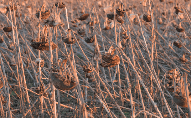Un champs de tournesols fanés éclairés par le soleil couchant.