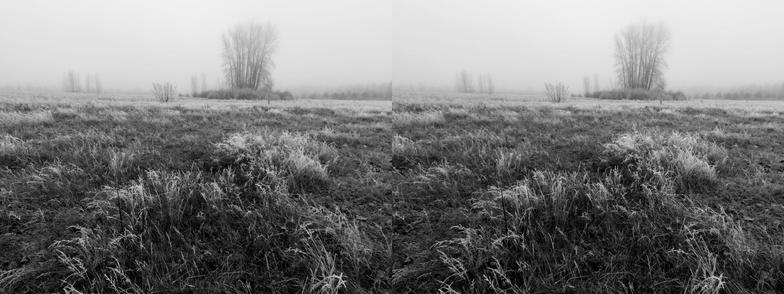 Stereoscopic, side-by-side, black and white. A view across a field with frost on the scrub brush, with fog slightly obscuring a tree in the distance.