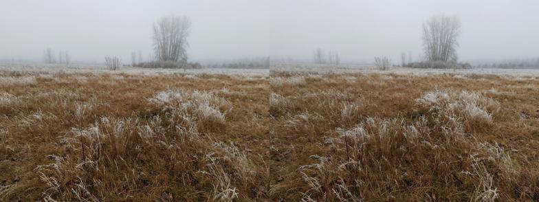 Stereoscopic, side-by-side, color. A view across a field with frost on the scrub brush, with fog slightly obscuring a tree in the distance.
