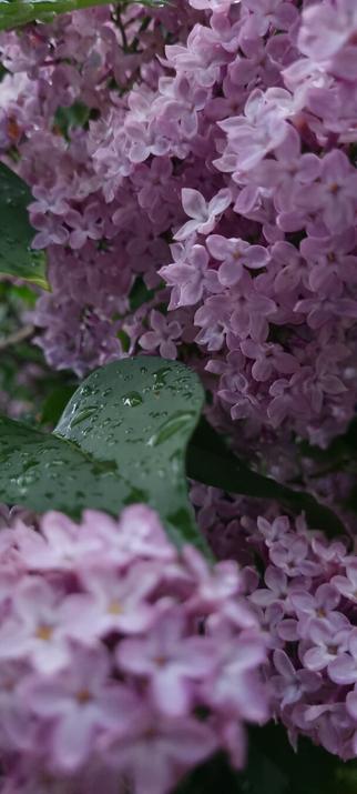 Close up of lilac flowers and green leaves with rain drops on them.