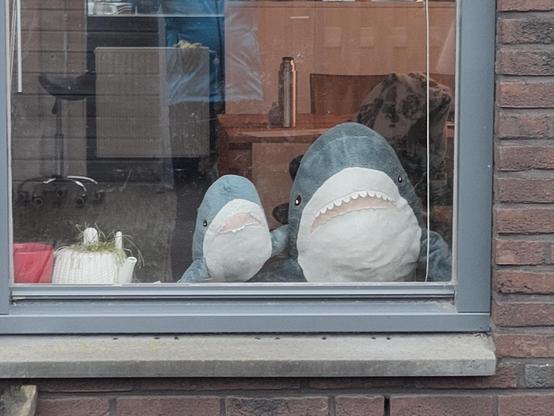 A Smolhaj and a Blåhaj looking out the window. They both look scared.

The route of Smol Lokis and Hapis human is much less dangerous then the roads where Kagube went. Allmost all the way isolated bicycle paths and most crossings secured in one way or the other. But still: cars stay dangerous!