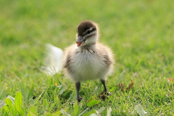 A single duckling standing upright facing the camera. It has its head turned slightly to the left and its beak open. 
There's a Corella feather on the ground behind it and to the left. 
The duckling has a dark brown cap, and burglar mask, white body and pale brown wings and back.