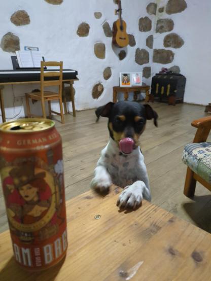 Doggie Bodeguero andaluz standing on a desk on his front legs, with a can of beer in front. He is pulling out his tongue