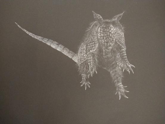 Mit weißem Buntstift auf schwarzem Tonpier gezeichnetes Gürteltier springend