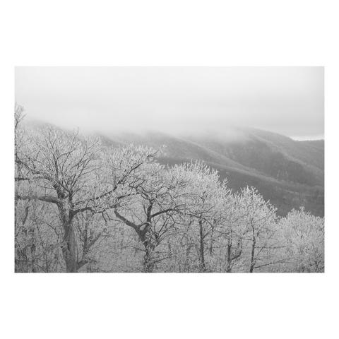dark branches silhouetted by snow on each of them in front of a mountain vista